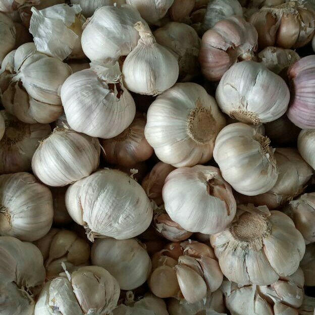 Bawang Putih