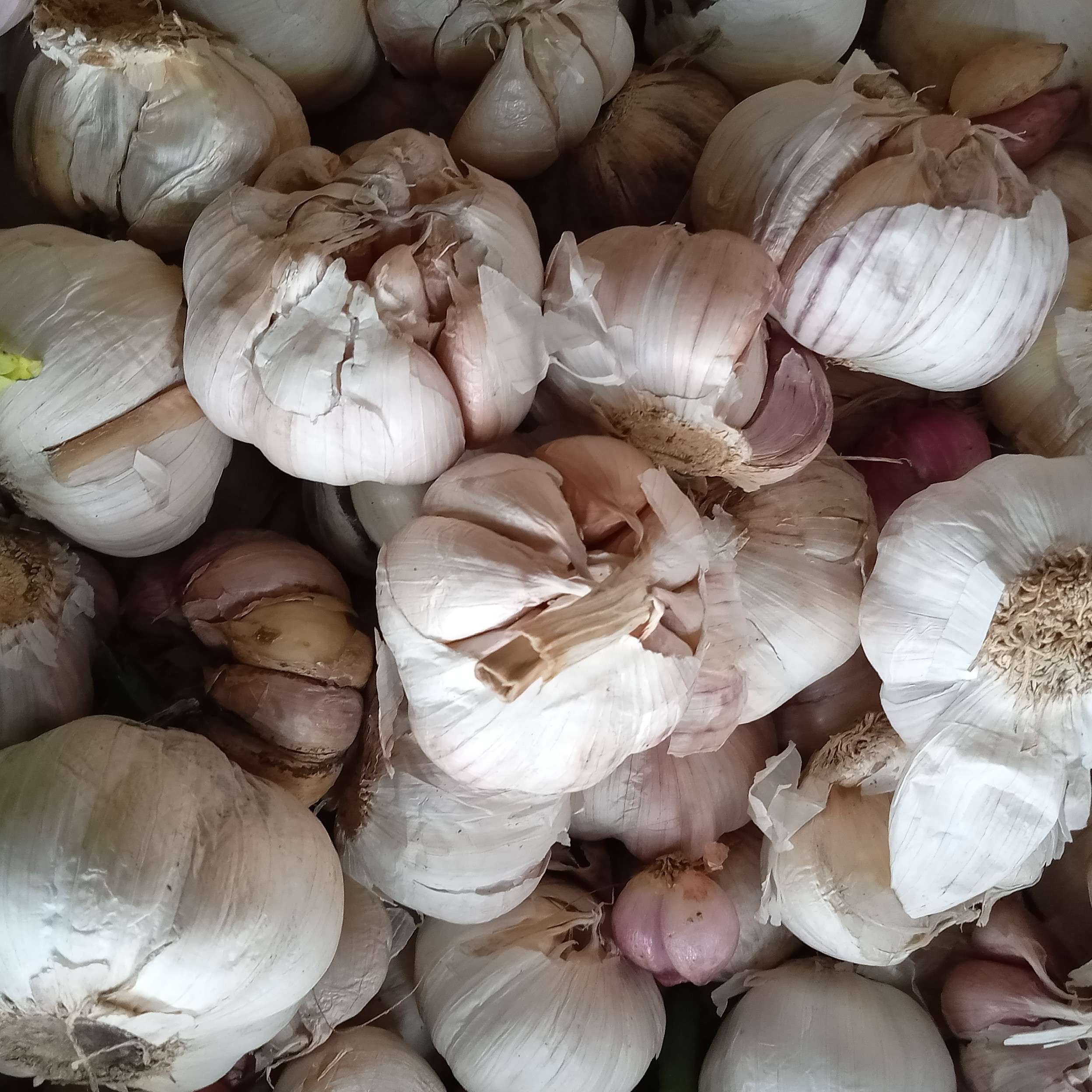 Bawang Putih