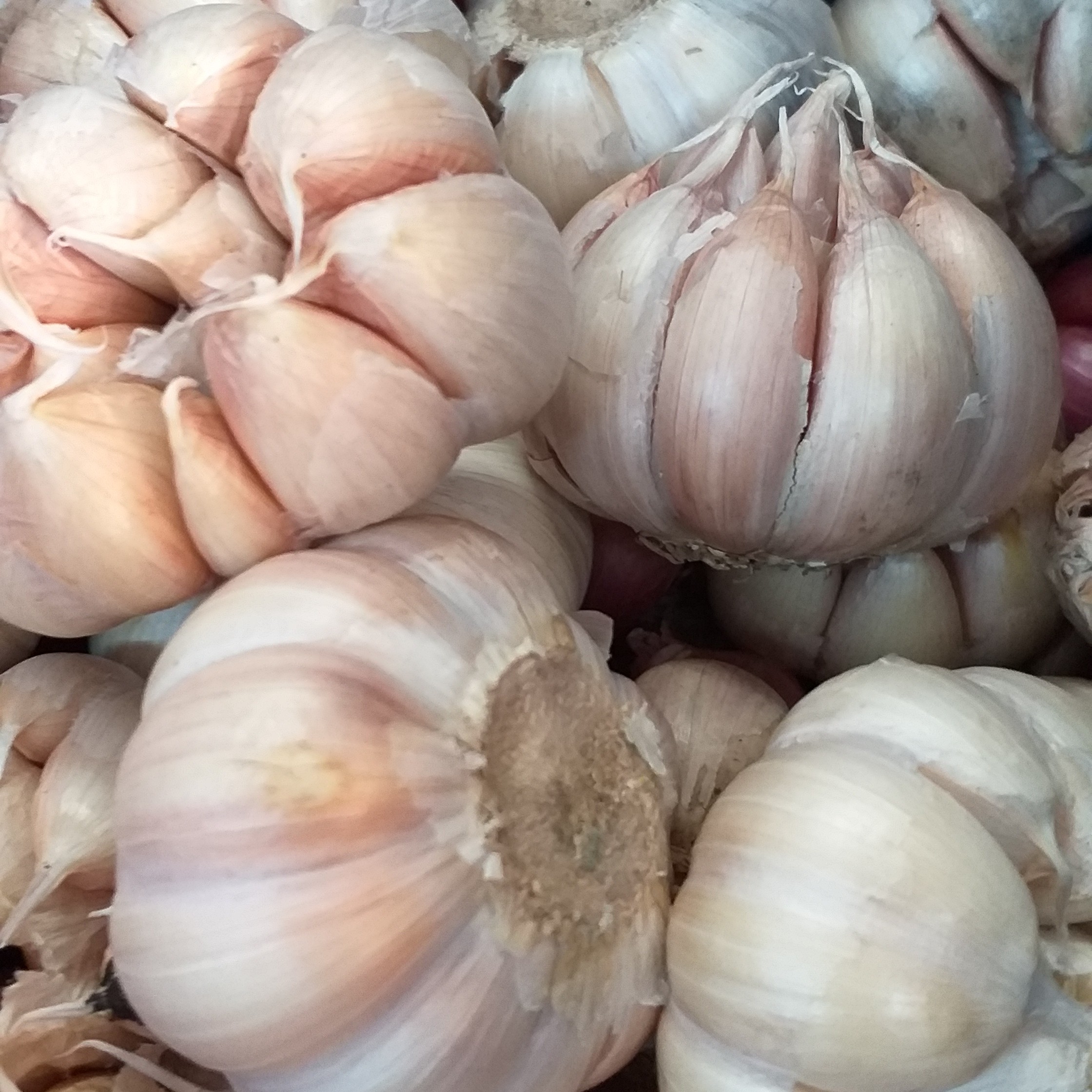 Bawang Putih