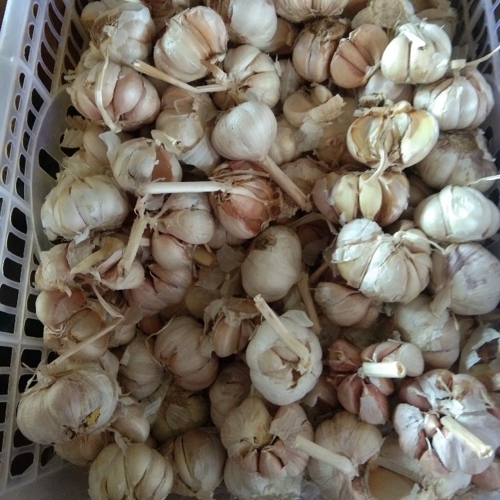 Bawang Putih 1kg