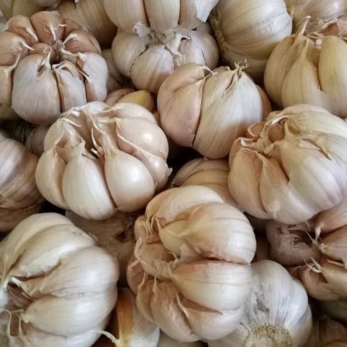 Bawang Putih Biasa