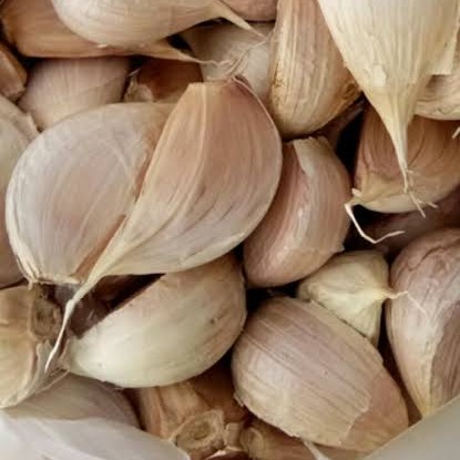 Bawang Putih Kating