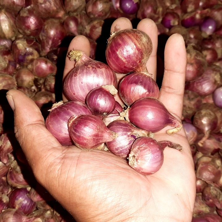 Bawang Merah