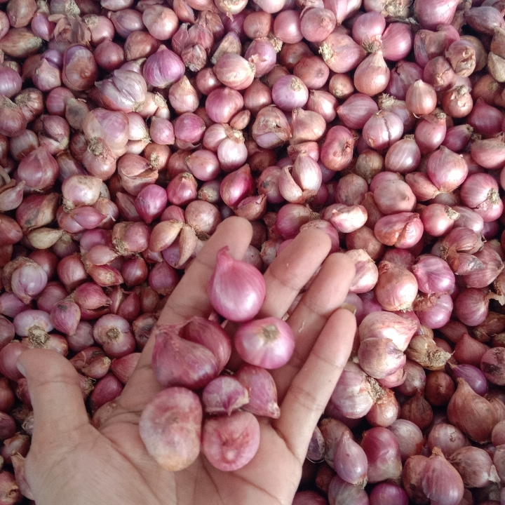 Bawang merah 