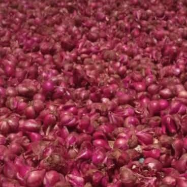 Bawang merah jawa tengah batang barang redy pesan sekara