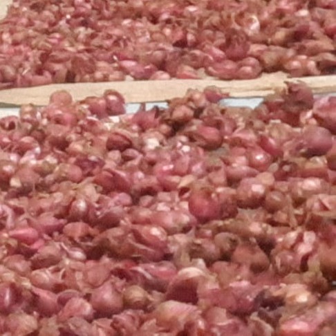 Bawang merah jawa tengah batang barang redy pesan sekara 2