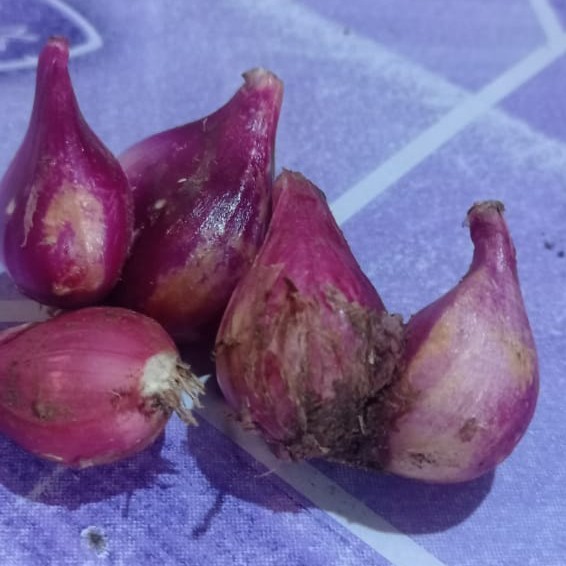 Bawang merah jawa tengah batang barang redy pesan sekara 3