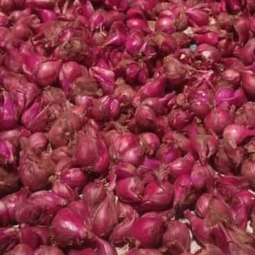 Bawang merah jawa tengah batang barang redy pesan sekara 4