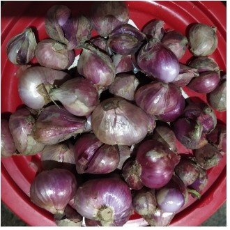 Bawant Merah-1 kg