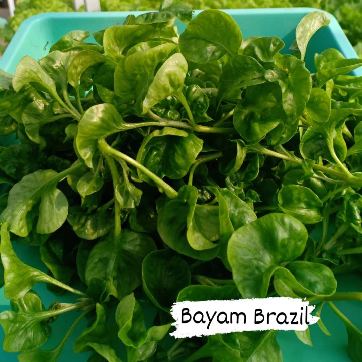 Bayam Brazil