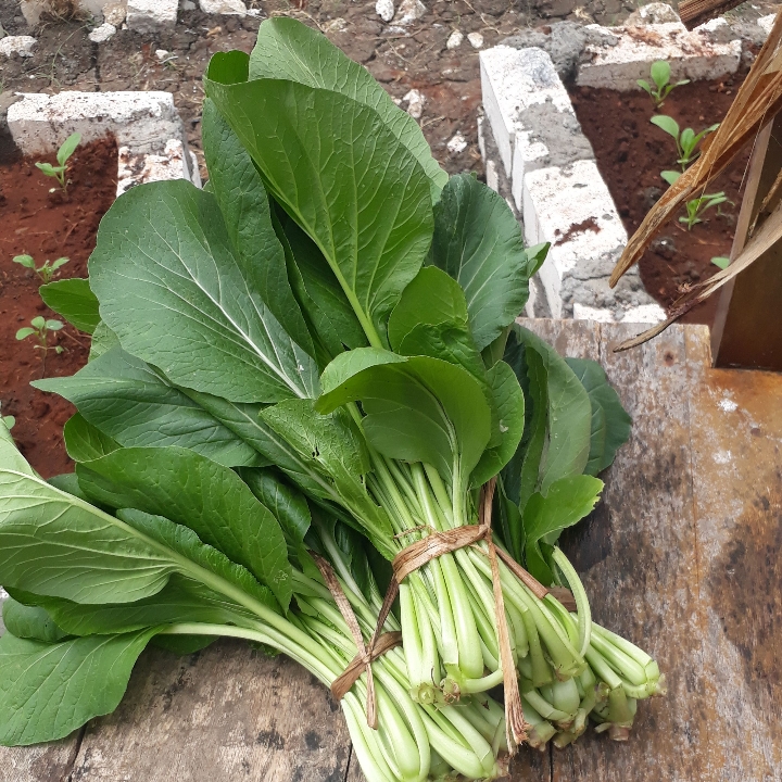 Sawi Hijau