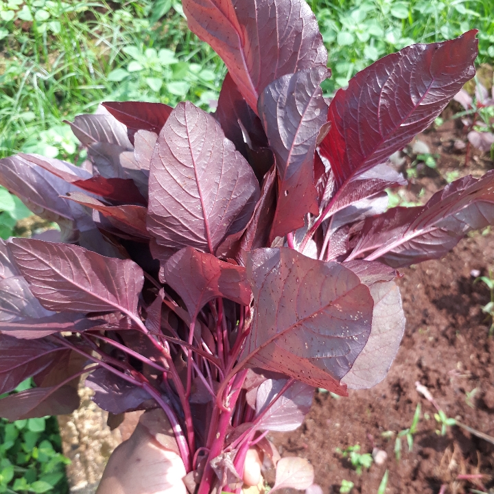 Bayam Merah