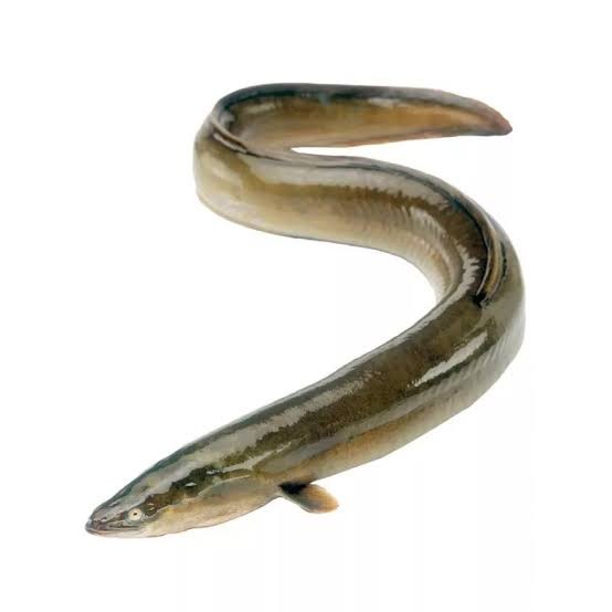 Belut