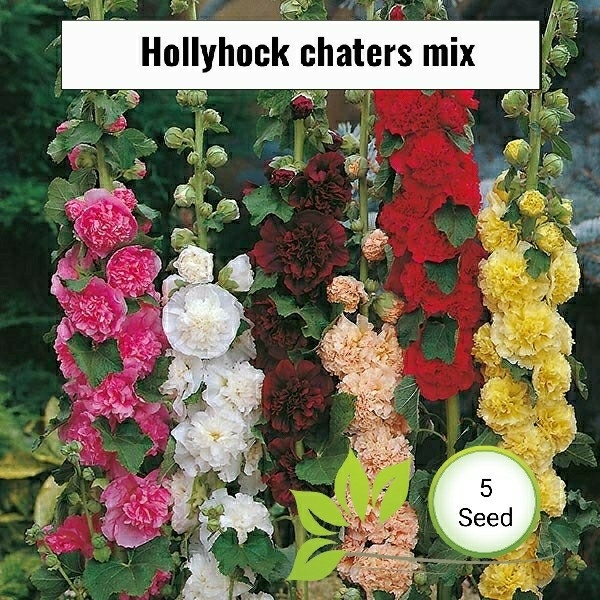 Benih Bunga Holyhock Chaters Mix 