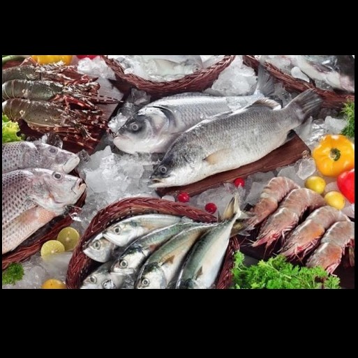 Berbagai Macam Ikan Segar
