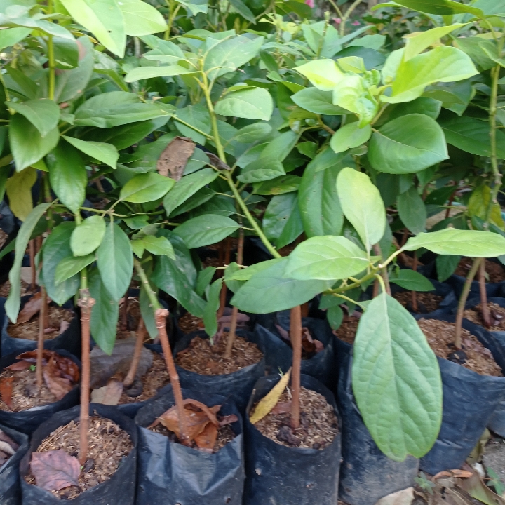 Bibit Alpokat Genjah