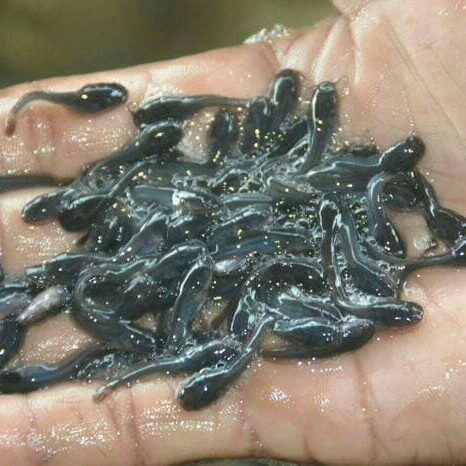 Bibit Anakan Ikan Lele 