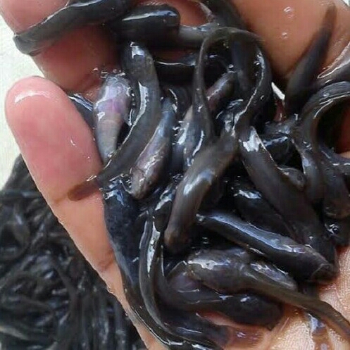 Bibit Anakan Ikan Lele