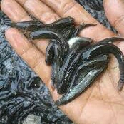 Bibit Anakan Ikan Lele