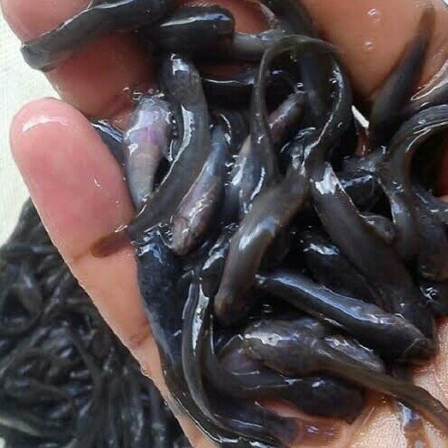 Bibit Anakan Ikan Lele