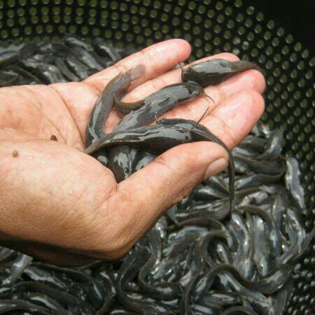 Bibit Anakan Ikan Lele