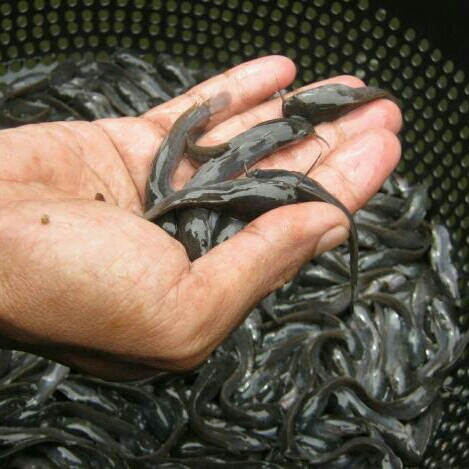 Bibit Anakan Ikan Lele Super