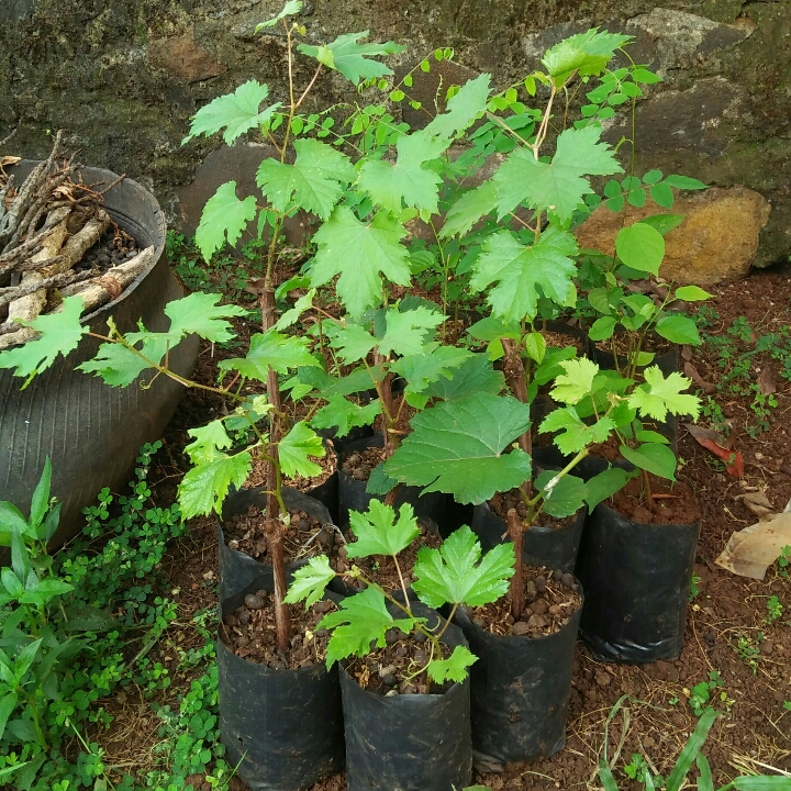 Bibit Anggur Ninel 2