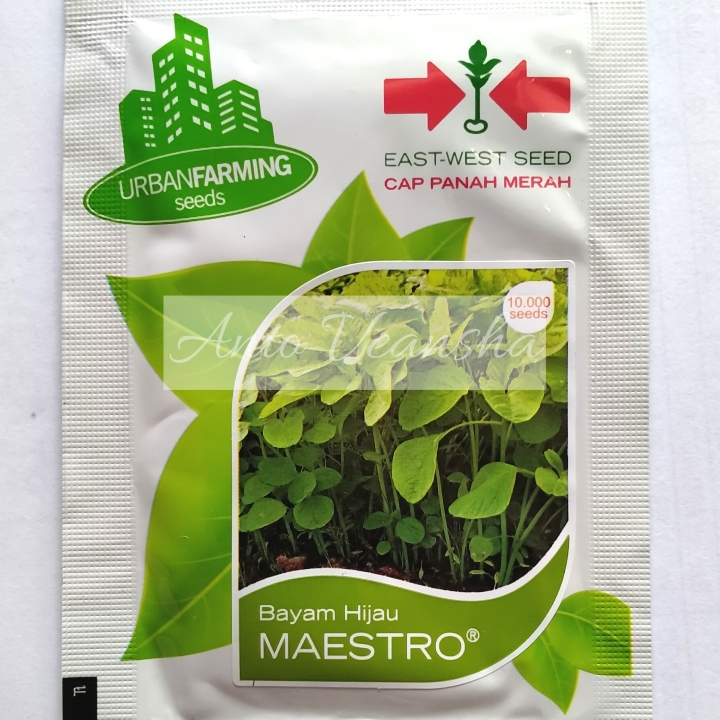Bibit Bayam Hijau - Maestro