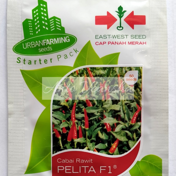 Bibit Cabe Rawit - Pelita F1