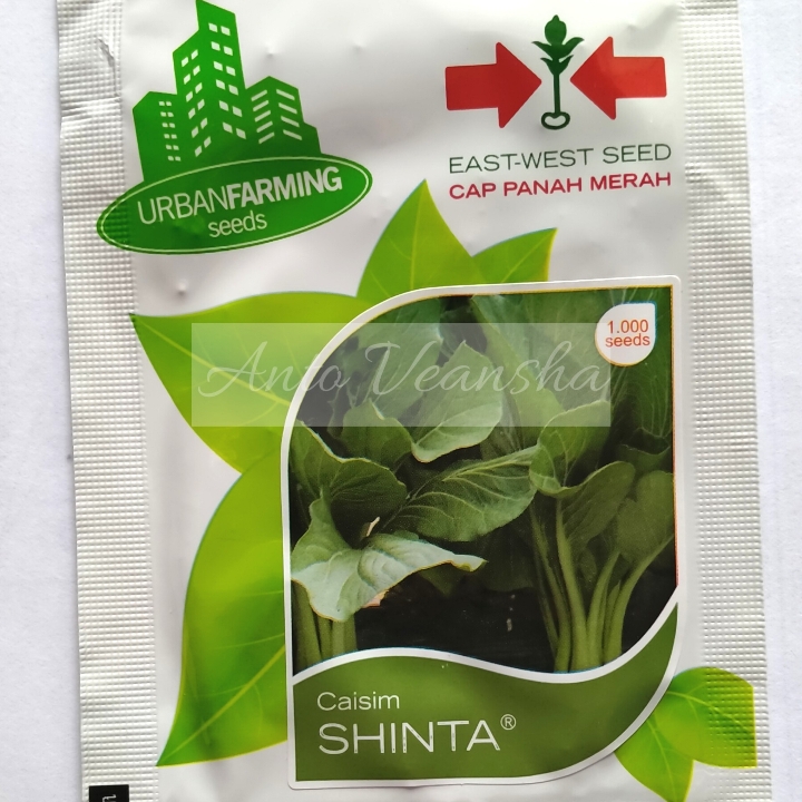 Bibit Caisim - Shinta