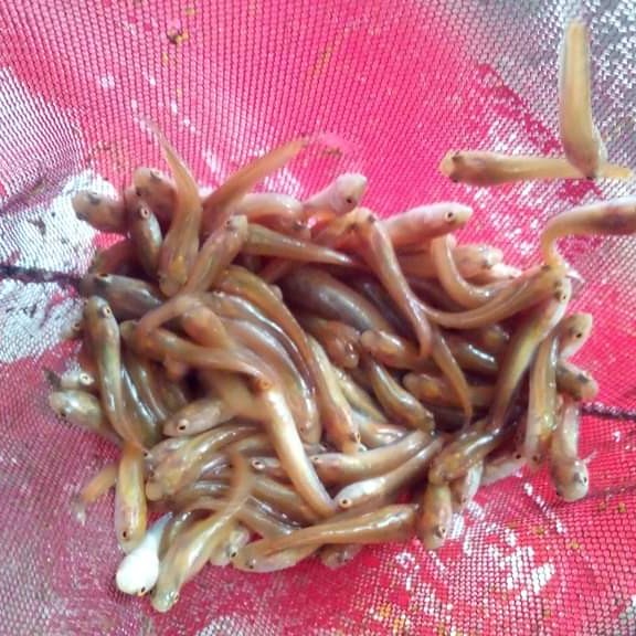 Bibit Ikan Gabus Ukuran 3 Cm 4 Cm