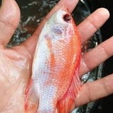 Bibit Ikan Nila Merah