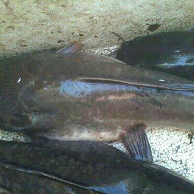 Bibit Indukan Ikan Lele