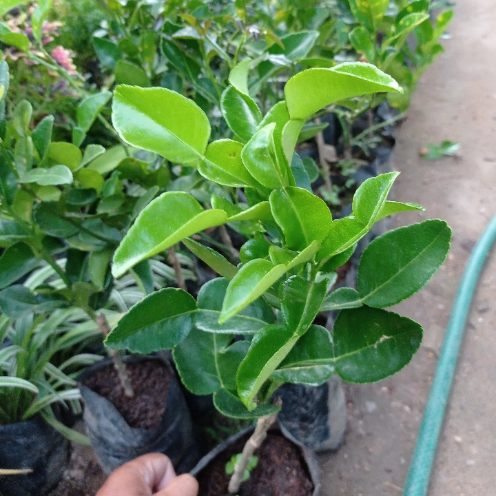 Bibit Jeruk Purut Sayur