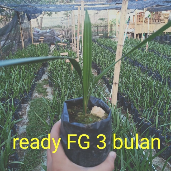 Bibit KURMA H1 FG ORI