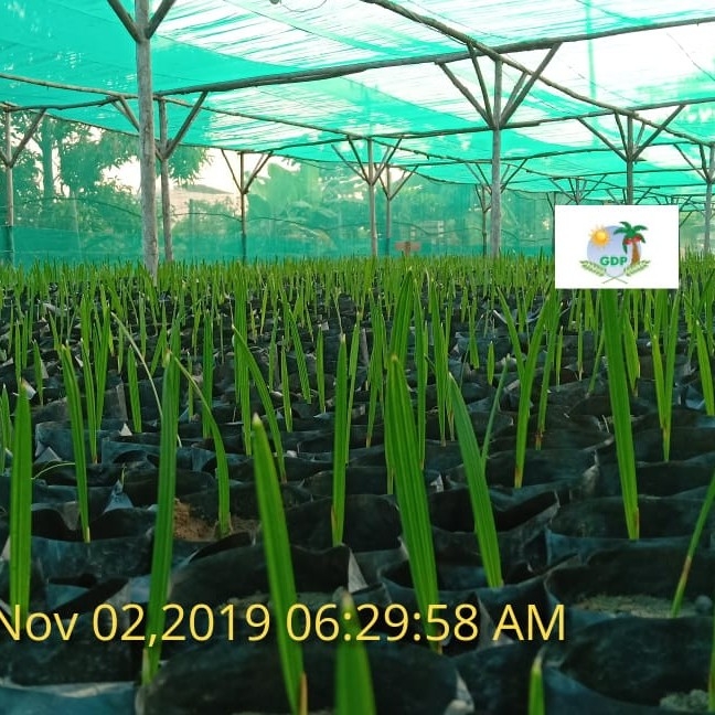 Bibit KURMA H1 ORI