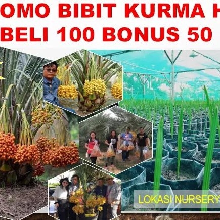 Bibit KURMA H1 ORI 2