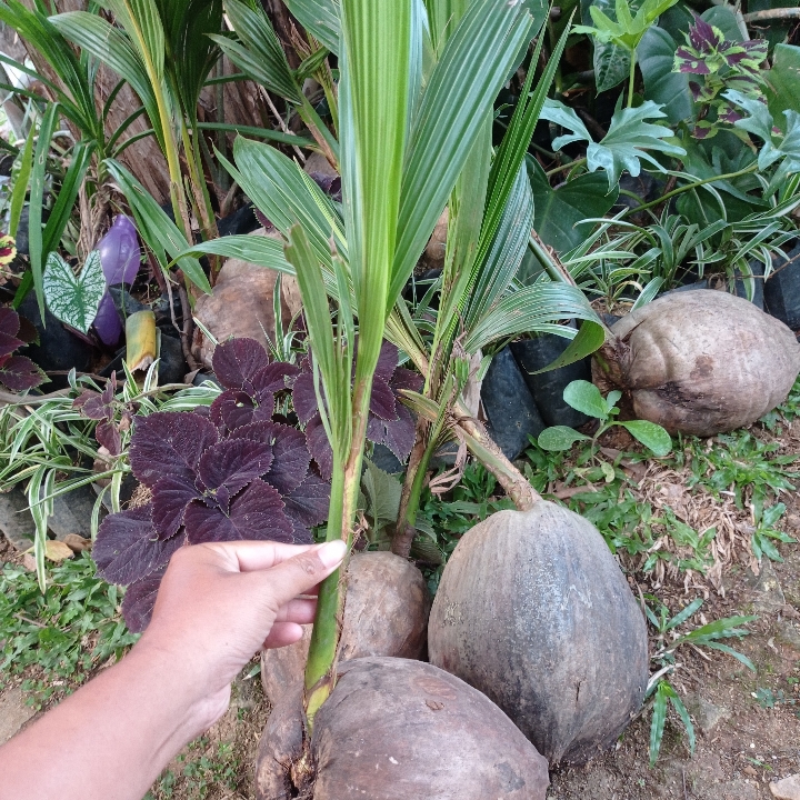 Bibit Kelapa