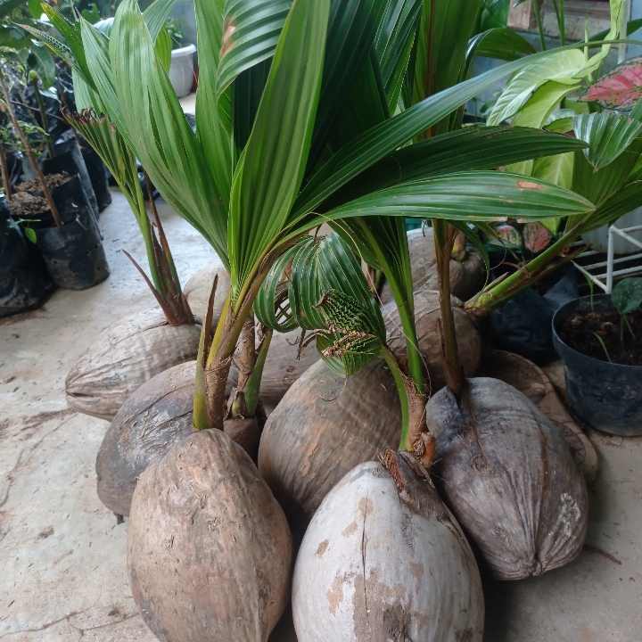 Bibit Kelapa Hibrida