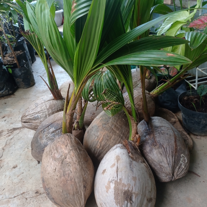 Bibit Kelapa Hibrida