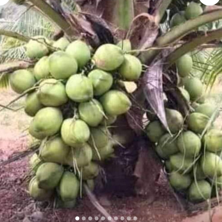 Bibit Kelapa Hibrida 2