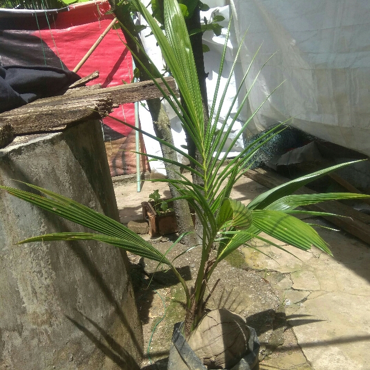 Bibit Kelapa Pendek