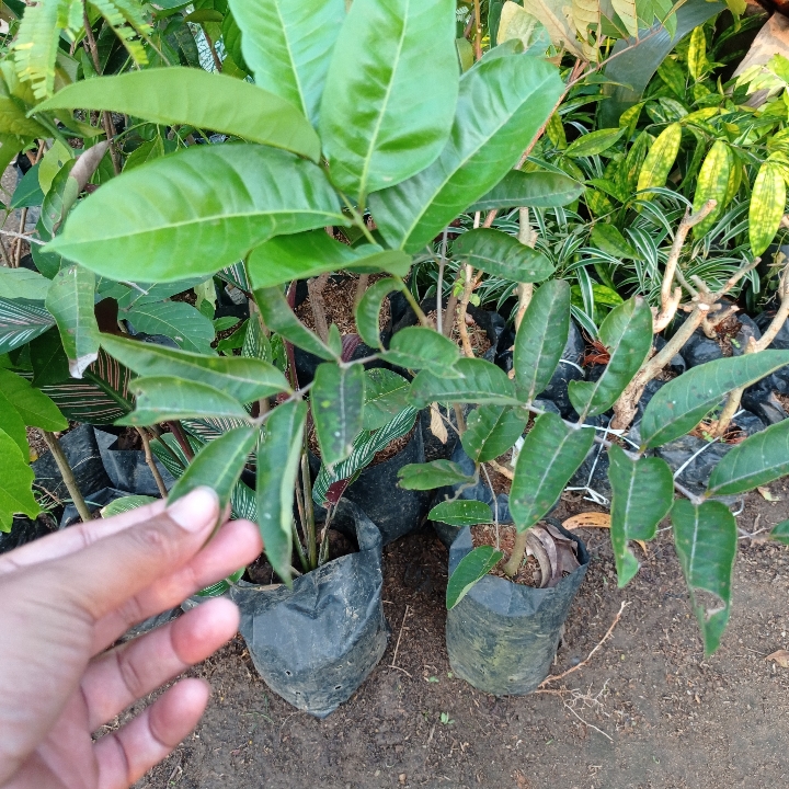 Bibit Kelengkeng Aroma Rasa Durian