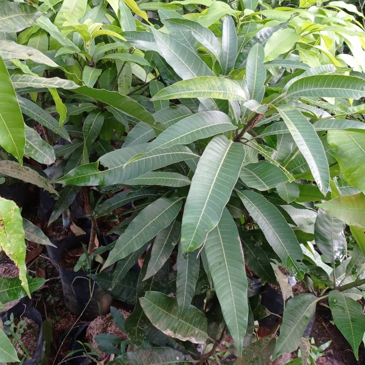 Bibit Mangga