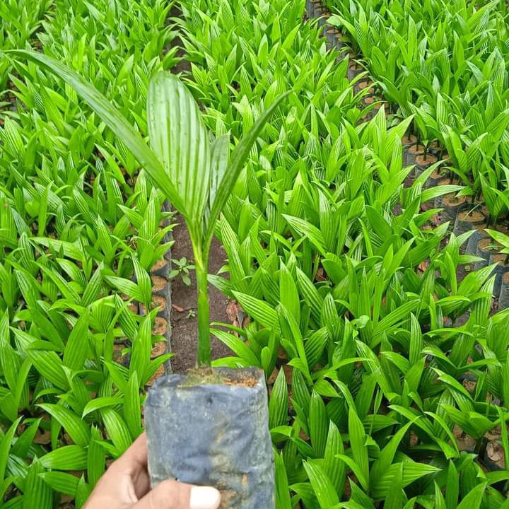 Bibit Pinang