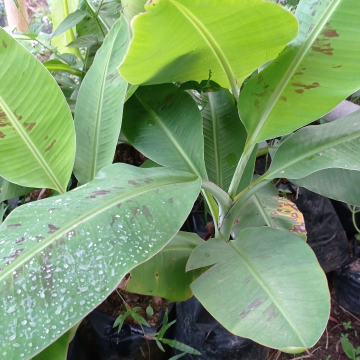 Bibit Pisang Kavendis