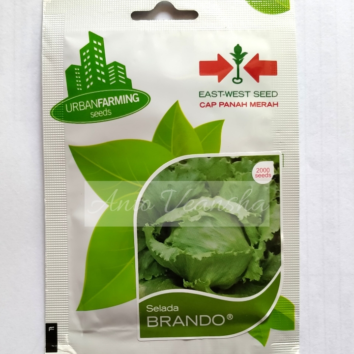 Bibit Selada - Brando