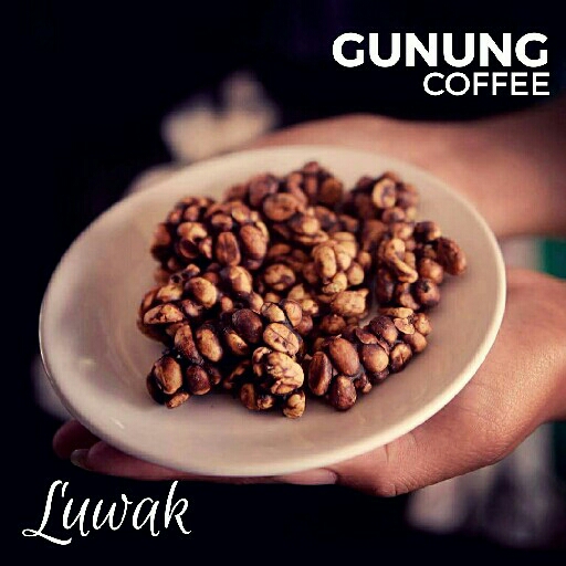 Biji Kopi Gayo Luwak 