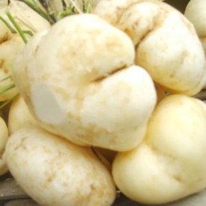 Bingkuang Kuranji