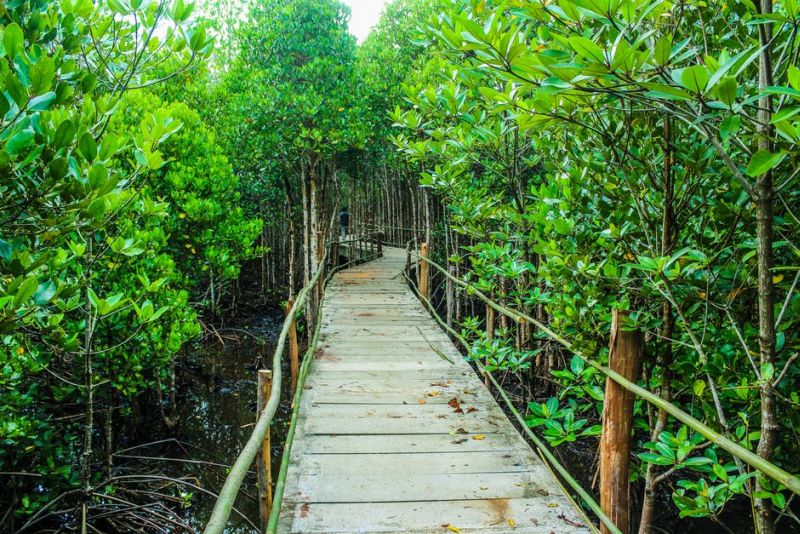 Bintan Mangrove Relaxing Tour